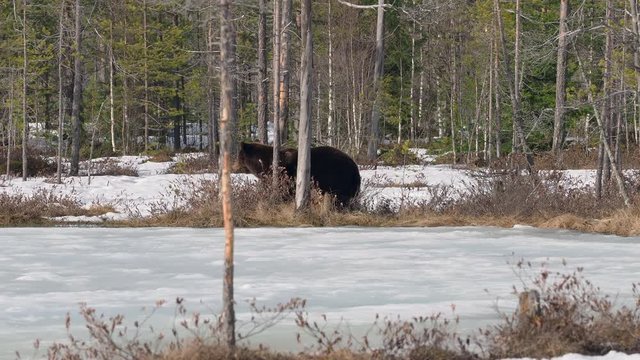 Female brown bear (Ursus arctos) foraging for food in the snow. Finland.
