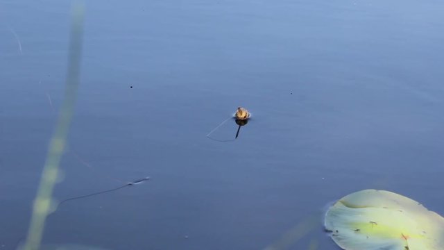 Float on the waves close up