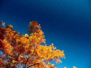 Autumn Maple Beautiful Landscape