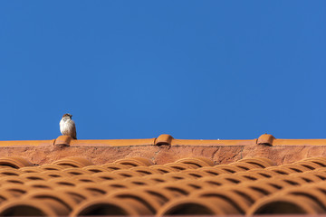 sparrow alone on tile roof with blue sky background