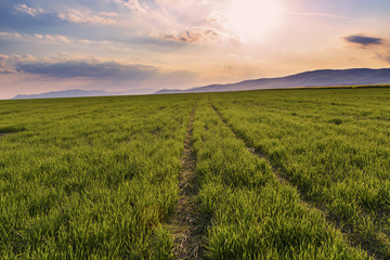 Fototapeta na wymiar Trail to horizon on the green field on a sunset