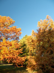 Autumn Maple Beautiful Landscape