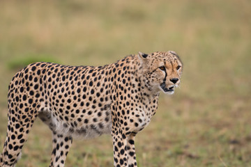cheetah hunting