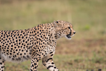 Fototapeta na wymiar cheetah hunting
