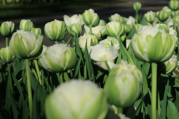 Fototapeta premium White tulip flowers field, Netherlands
