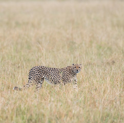 Cheetah in Masai Mara Game Reserve, Kenya