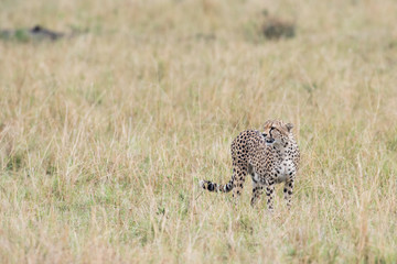 Cheetah in Masai Mara Game Reserve, Kenya