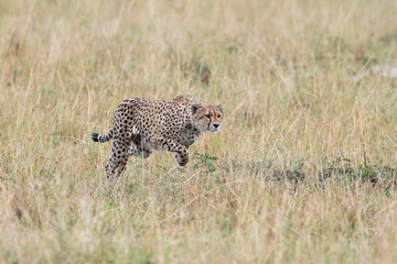 Cheetah in Masai Mara Game Reserve, Kenya