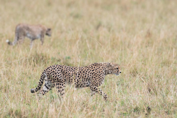 Cheetah in Masai Mara Game Reserve, Kenya