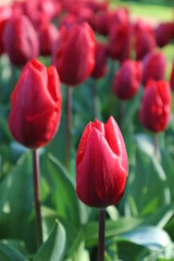 Obraz premium Red tulips in Keukenhof park