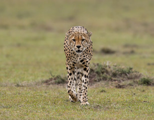 Cheetah in Masai Mara Game Reserve, Kenya