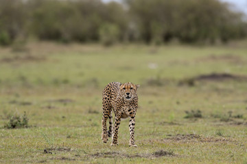 Cheetah in Masai Mara Game Reserve, Kenya