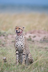 Cheetah in Masai Mara Game Reserve, Kenya