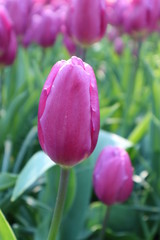 Rose tulip flower, Netherlands