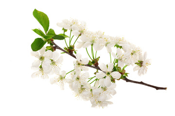 Branch with pear flowers isolated on white background. Top view. Flat lay