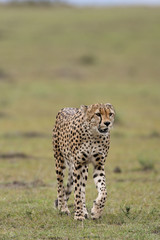 Cheetah in Masai Mara Game Reserve, Kenya