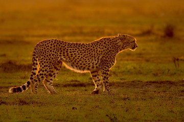 Cheerah at sunrise