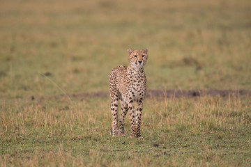 Cheetah in Masai Mara Game Reserve, Kenya