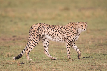 Naklejka na ściany i meble Cheetah in Masai Mara Game Reserve, Kenya
