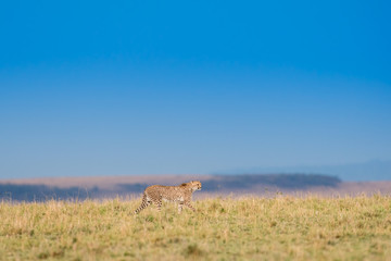 Cheetah in Masai Mara Game Reserve, Kenya