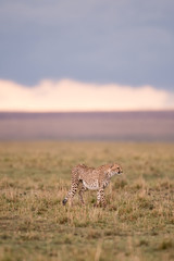 Cheetah in Masai Mara Game Reserve, Kenya