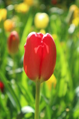 Red tulip in Keukenhof park