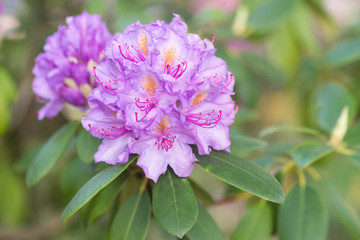 lila rhododendron flower in bloom macro