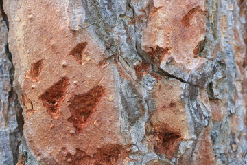 Tree bark.