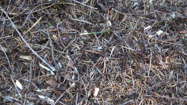 Ants in the anthill. Close-up