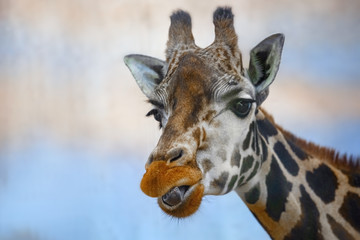 Head of a giraffe against a blue background.