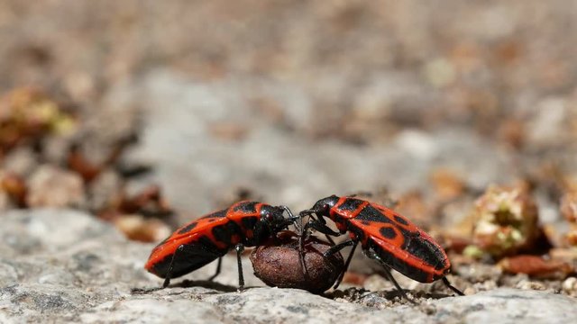 Firebug, Pyrrhocoris apterus, a common insect of the family Pyrrhocoridae, rolling mallow seed