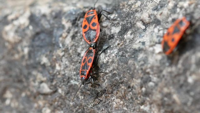 Close up of Firebug, Pyrrhocoris apterus, a common insect of the family Pyrrhocoridae
