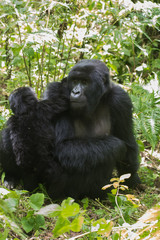 Mountain gorilla and infant