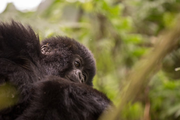 Mountain gorilla infant