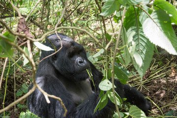 Mountain gorilla in Rwanda