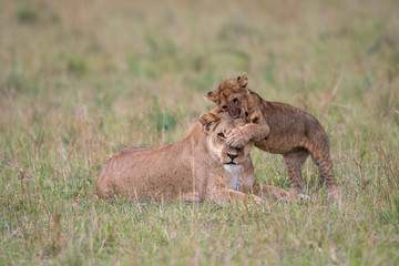 Fototapeta na wymiar Lioness and cub playing