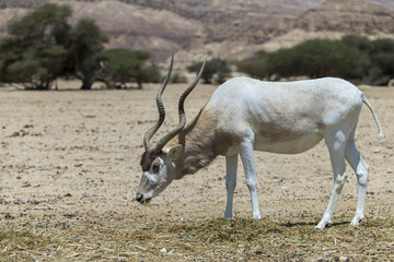 Naklejka na ściany i meble Curved horned antelope Addax (Addax nasomaculatus) was introduced from Sahara desert and well adopted in nature desert reserve near Eilat, Israel