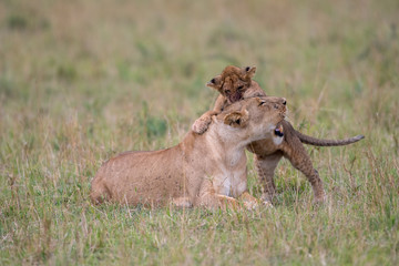 Lioness and cub playing
