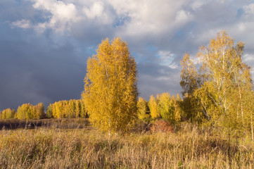 Golden autumn on dark blue sky background