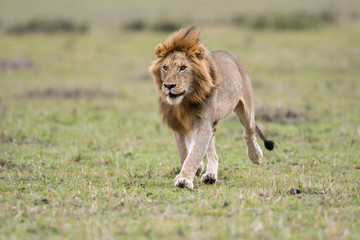 Male African lion in Masai Mara, Kenya