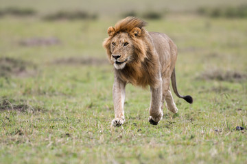 Male African lion in Masai Mara, Kenya