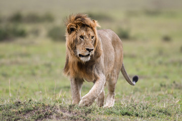 Naklejka premium Male African lion in Masai Mara, Kenya