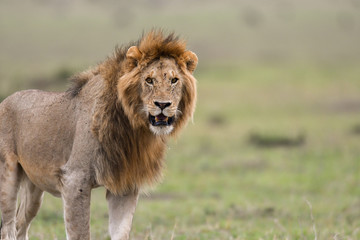 Male African lion in Masai Mara, Kenya