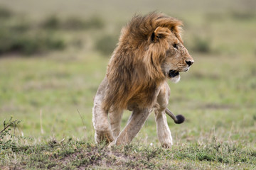 Male African lion in Masai Mara, Kenya