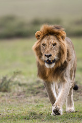 Obraz na płótnie Canvas Male African lion in Masai Mara, Kenya