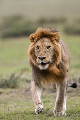 Male African lion in Masai Mara, Kenya
