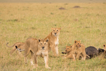 Lion pride at a kill