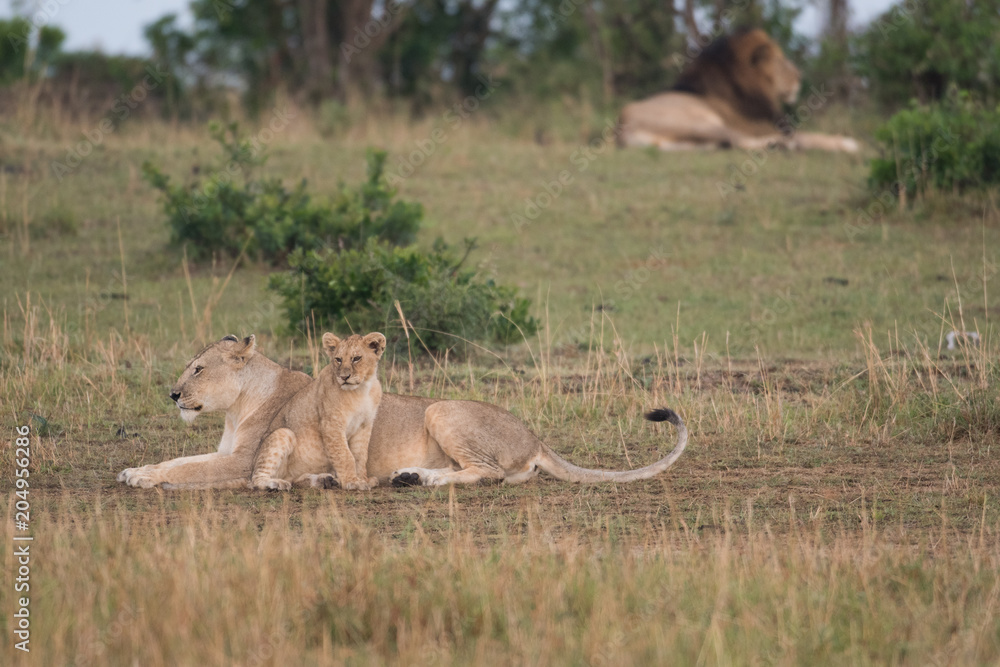 Sticker Lions in Masai Mara Game Reserve