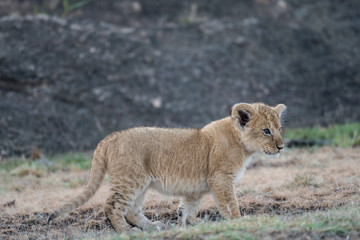 Lion cub in Masai Mara