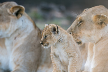 Lion cub in Masai Mara